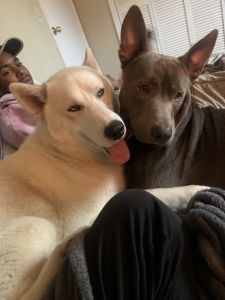 Alaskan Husky tri color