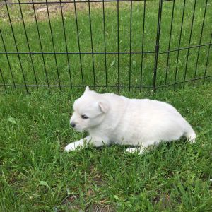 Husky/American Eskimo mix For sale