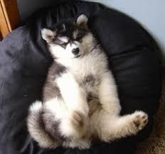 Purebred Alaskan Malamute Puppies