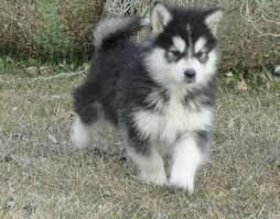 Expecting Alaskan Malamute puppies