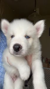 Malamute puppy