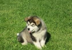 ty66j65r alaskan malamute puppies