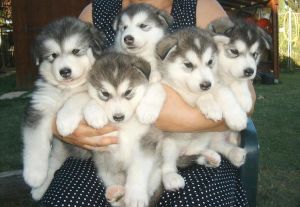 Outstanding alaskan malamute puppies