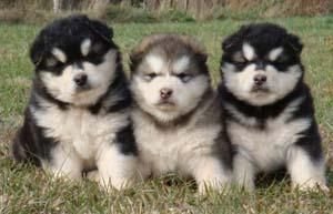 Outstanding alaskan malamute puppies