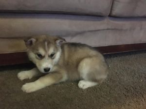 Groovy Alaskan Malamute Puppies