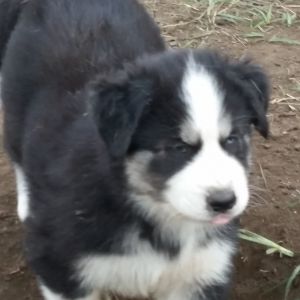 HUSKY/ALASKA MALAMUTE