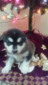 Alaskan Malamute Puppies