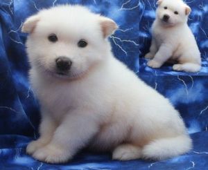 Alaskan Malamute Puppies - Kc Reg
