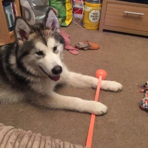 Alaskan malmute puppies