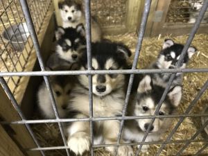 AKC malamute puppies