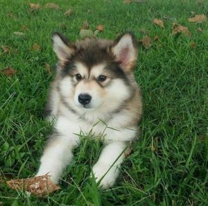 Astonished AKC Alaskan Malamute Puppies