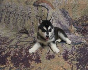 Alaskan Malamute AKC Full registration