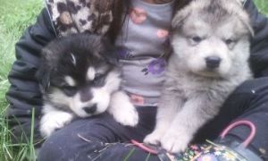 giant Alaskan Malamute puppies