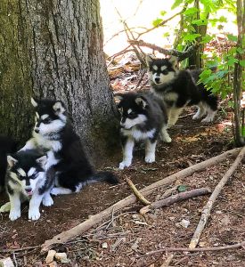 Alaskan malamute puppies