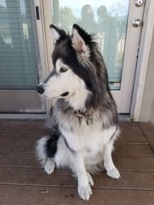 Alaskan Malamute husky