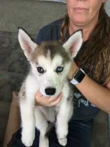 Husky puppy