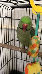 Alexandrine Parrot 2 years old