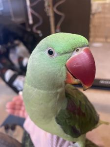 Beautiful Alexandrine Parrot for sale