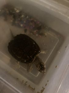 Alligator snapping turtle