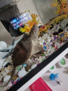 Alligator snapping turtle