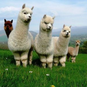 Gorgeous Alpaca For Sale