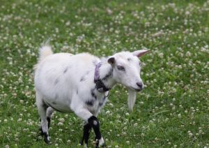 Baby and adult goats