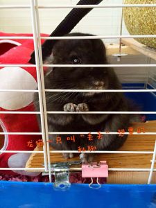 Black lovely Chinchilla