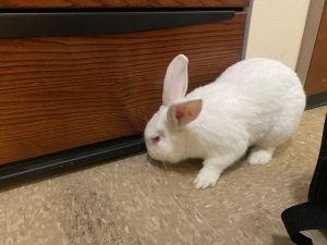 Rabbit needs home