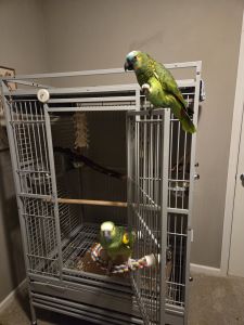 Male & Female Blue fronted amazon parrot
