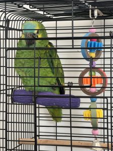 Amazon bluefronted parrot for sale