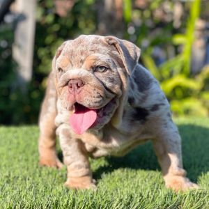 American bull dog