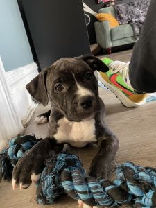 American Bulldog mix puppy brindle