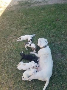 American Bulldog puppies for sale