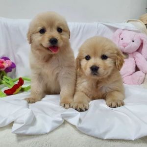 Golden retriever puppies for sale