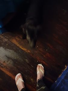 Mixed pittbull pups for sale