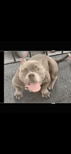Exotic Blue coat blue eyed micro bully