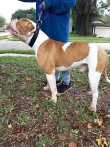 I have American Bulldog puppies