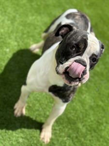 American bulldog with papers