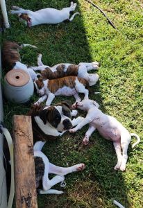 8 weeks old American bulldog puppies