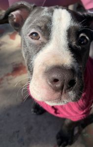 Pit puppy for sell she very lovely