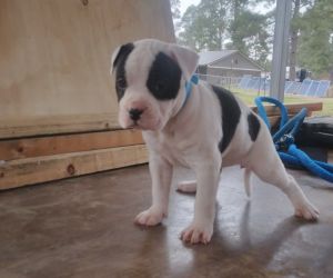 American Bulldog Puppies