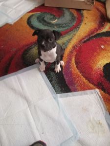 Pitbull puppies for sale