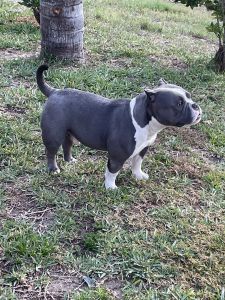 Micro Bully