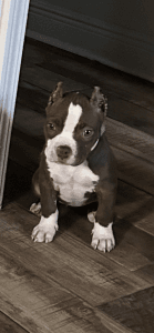 Abkc registered female