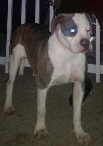 garnetts allamericanbulldogs