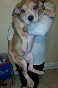 American Bandogge Mastiff