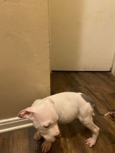 Puppy for sale