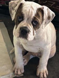 American NKC Bulldog