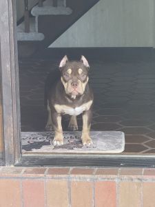 6 month old American bully