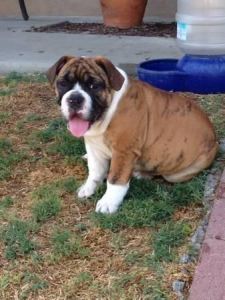 American Bulldog For Sale Txt***